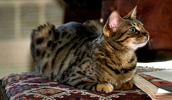 Tabby Cat F, animal, wide screen, graphy, cat, tabby, feline, pet HD wallpaper