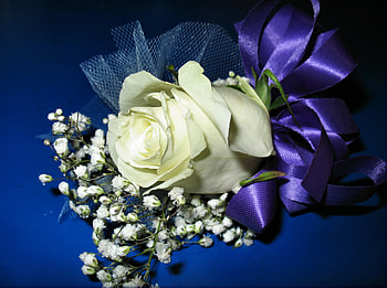 White rose, white, nature, flowers, roses HD wallpaper