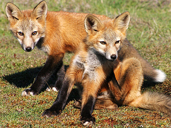Animals, Grass, Fox, Young, Couple, Pair, Cubs HD wallpaper