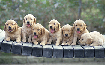 Animals, Dogs HD wallpaper