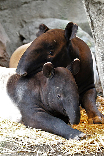 Tapir calf Kazu, Point Defiance Zoo, Growing, Zoo HD phone wallpaper
