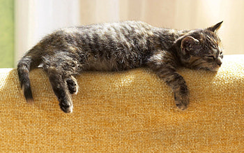 Animals, Kitty, Kitten, To Lie Down, Lie, Rest, Relaxation HD wallpaper