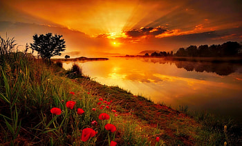 River at sunset, river, wildflowers, reflection, sky, beautiful, amazing, sunset, fiery HD wallpaper