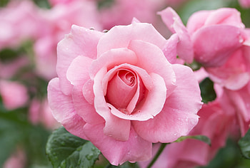 Pink roses, Roses, Macro, Pink, Beauty HD wallpaper