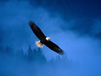 Animals, Birds, Eagles HD wallpaper