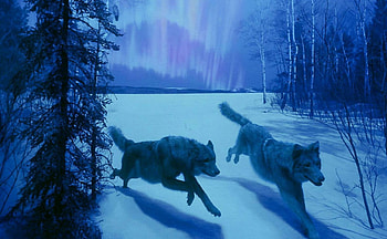Running through the snow, Wolves, animals, snow, Wolf, Running, nature HD wallpaper