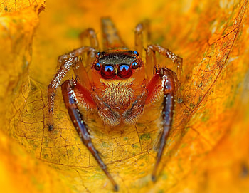 Spider, paianjen, yellow, eyes, orange, insect HD wallpaper