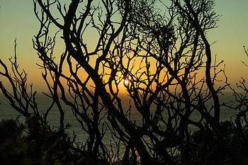 Nature, Trees, Sunset, Sun, Twilight, Branches, Dusk HD wallpaper