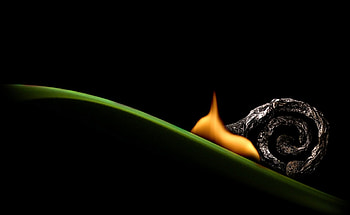 creative match, match, creative, flame, snail HD wallpaper