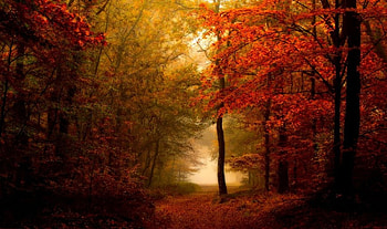 Forest, mist, Wood, Trees, foggy, Autumn HD wallpaper