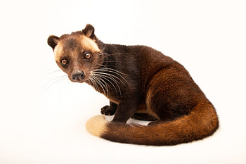 Joel Sartore's lens, Captivating civet, Animal portrait, Nature's charm HD wallpaper