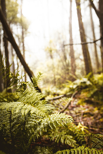 Nature, Trees, Leaves, Fern, Forest HD phone wallpaper