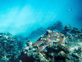 Animals, Water, Fishes, Coral, Reef HD wallpaper