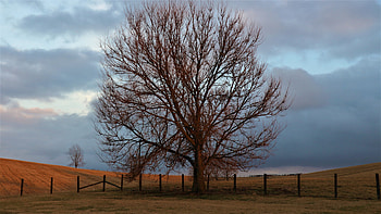 January In Kentucky, nature, season HD wallpaper
