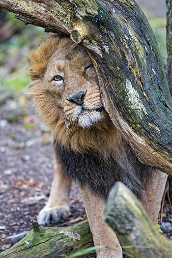 Animals, Wood, Tree, Lion, Predator, Big Cat HD phone wallpaper