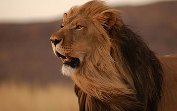 Animals, Grin, Lion, Predator, Big Cat, Mane, Wind HD wallpaper