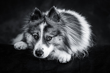 Black & White, Animal, dog HD wallpaper