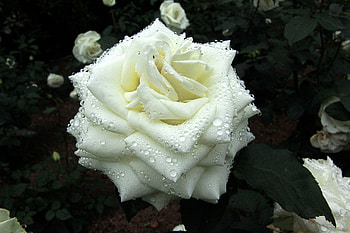 White rose, White, Dew, Flower, Rose HD wallpaper
