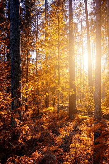 Beautiful autumn forest scene with golden foliage and sunlight streaming through tall trees. HD phone wallpaper