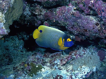 Beautiful Fish, cool, fish, beautiful HD wallpaper