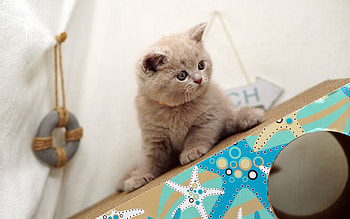 British Shorthair, small beige kitten, cute animals, small cats, kittens, British Shorthair kitten HD wallpaper