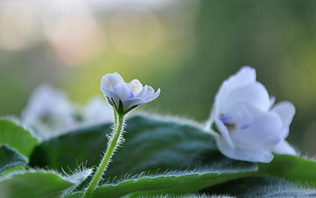 Leaves, Violet, Flower, Plant, Macro HD wallpaper