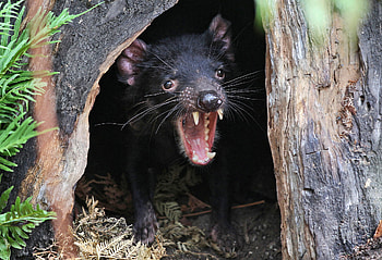 Cancer research breakthrough, Devil's fight against cancer, New hope for Tasmanian Devils, The New York Times article HD wallpaper
