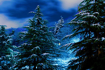 Glowing Forest, blue, glow, trees, nature, forest HD wallpaper