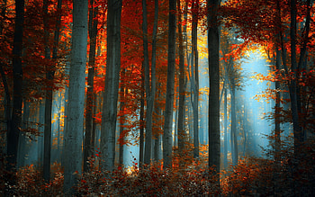 Landscape, Trees HD wallpaper