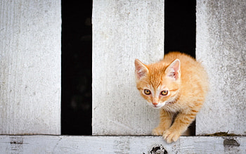 Animals, Kitty, Kitten, Color, Kid, Tot, Climb HD wallpaper