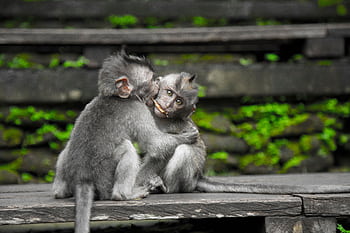 Two playful macaques interacting on wooden steps surrounded by lush greenery. HD wallpaper