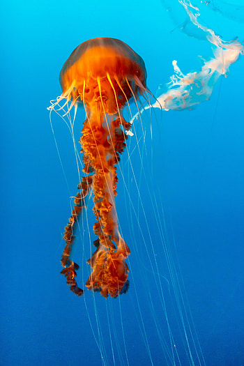 Animals, Water, Jellyfish, Beautiful, Underwater World, Tentacle HD phone wallpaper