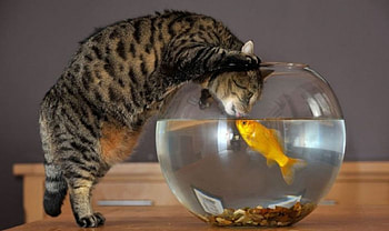 Impossible Love, love, kiss, cat, fish, friends HD wallpaper