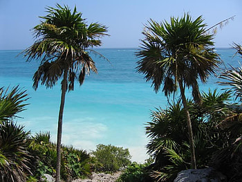 Through the Trees, sky, sand, ocean, beach HD wallpaper