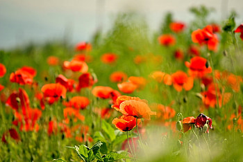 Dreamy field, poppies, graphy, field, nature, flowers HD wallpaper