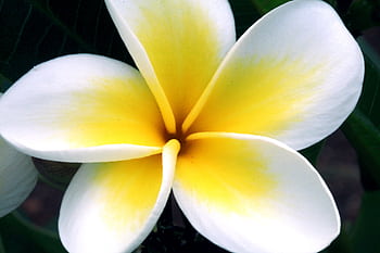 A detailed close-up of a vibrant plumeria flower in full bloom showcasing its white and yellow petals. HD wallpaper