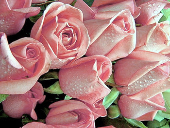 Roses for Anita, pink, white, roses, green, flowers HD wallpaper