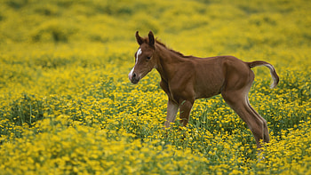 Animals, Horses HD wallpaper