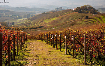 Vineyards in Italy, autumn, vineyard, hills, Italy HD wallpaper