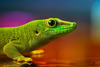 Green lizard crysis HD wallpaper