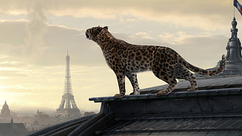 Leopard on the roof of a house in Paris, animal, Paris, on the roof of a house in, Leopard HD wallpaper