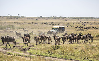 Maasai Mara National Reserve, Kenya HD wallpaper