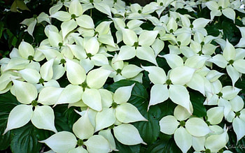 Beautiful Dogwood, white, washington, flowers, , tree, dogwood HD wallpaper