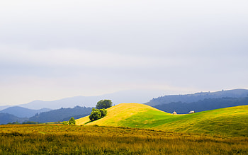 Golden Hilltop, golden, hilltop, field, yellow, hill HD wallpaper