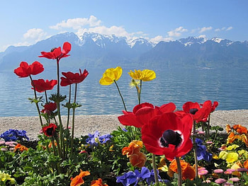 Pretty Maids All In A Row, pretty, sky, colours, poppys, flowers, mountains, lake HD wallpaper