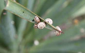 Grass, Snails, Macro, Sheet, Leaf HD wallpaper