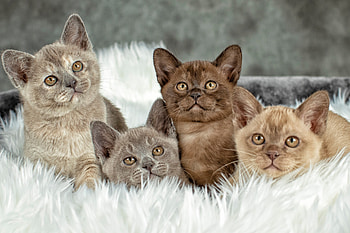 Ramaal Burmese, Sydney cat breeder, Burmese kittens, Cattery information HD wallpaper