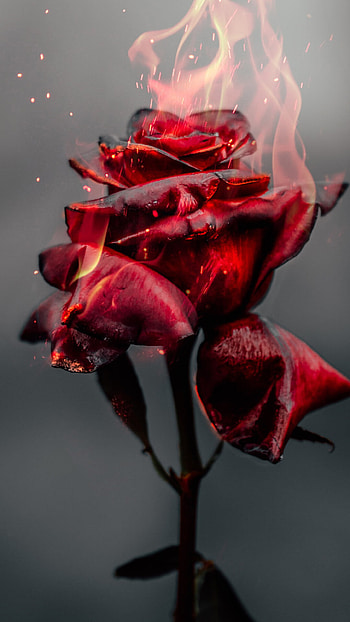 Vibrant rose, Eye-catching colors, Nature's masterpiece, Striking beauty HD phone wallpaper