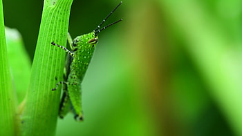 Macro grasshopper, Nature, Stock video HD wallpaper
