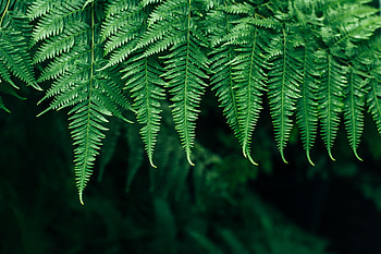 Nature, Leaves, Plant, Fern, Blur, Smooth, Focus HD wallpaper